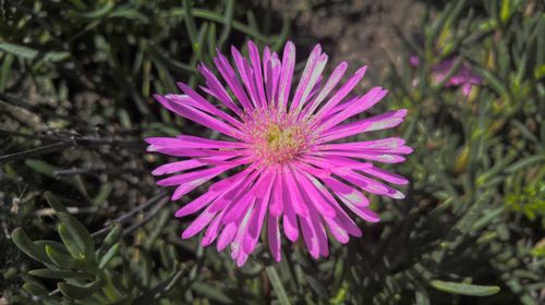 Close-up of pink flower