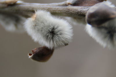 Close-up of white flower on twig