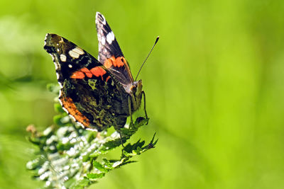 Butterfly pollinating flower