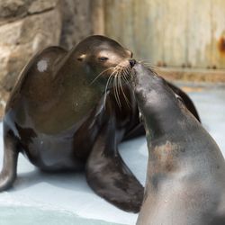 Close-up of sea lion