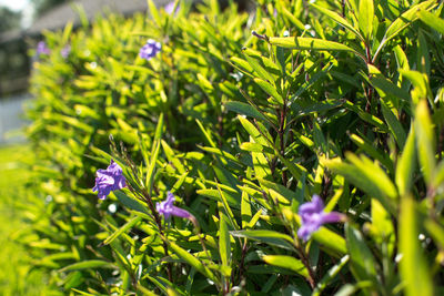 Close-up of purple flowering plants