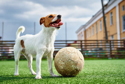 Dog play with football ball on green grass