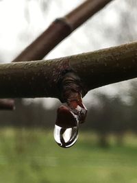 Close-up of water drop on tree