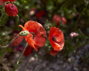 Close-up of red poppy on plant