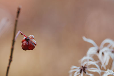 Close-up of insect on plant