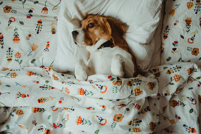 High angle view of a dog resting on bed