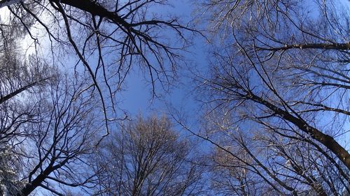 Low angle view of bare trees against sky