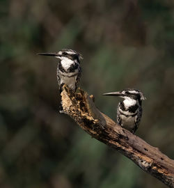 Two pied kingfisher birds  are sitting on a branch and looking in the same direction