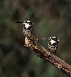 Close-up of bird perching on branch