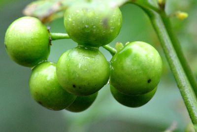 Close-up of fruits on tree