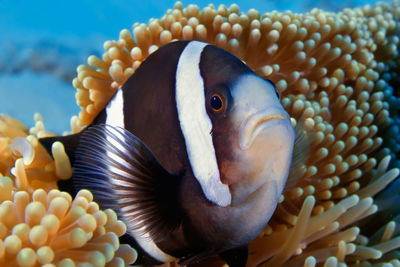 Close-up of fish in sea