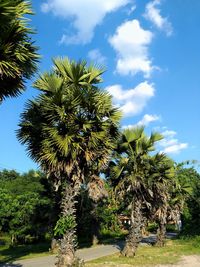 Low angle view of coconut palm trees against sky