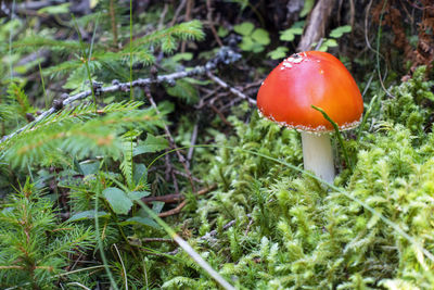 Close-up of mushroom growing on field