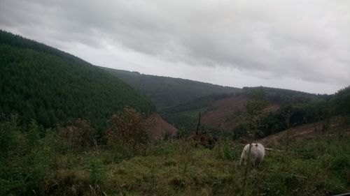 Dog on field against sky