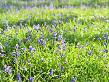 Close-up of purple flowering plants on field