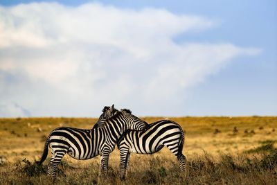 Zebras grooming each other in the savannah 