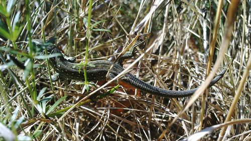 Close-up of lizard on grass
