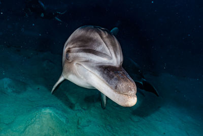 One dolphin swimming in the red sea