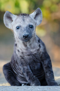 African black spotted hyena