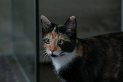 Close-up portrait of cat at home