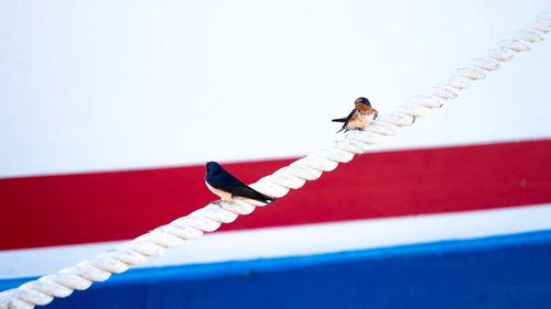 Swallows on a rope at the marina