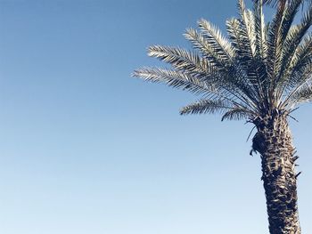 Low angle view of palm tree against clear blue sky