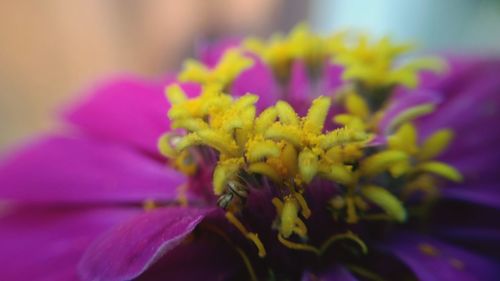 Close-up of purple flower