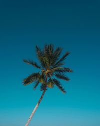 Low angle view of coconut palm tree against blue sky