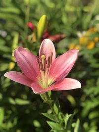 Close-up of pink flowering plant