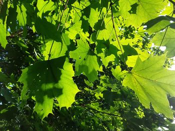 Close-up of leaves on tree