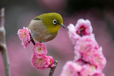 Close-up of bird perching on pink flower