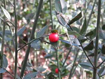 Close-up of red berries growing on tree