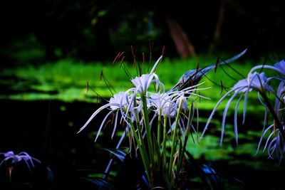 Close-up of purple flowering plant on field