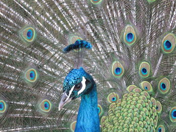 Full frame shot of peacock