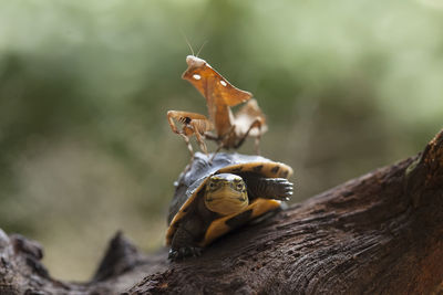 Deroplatys truncata original mantis from borneo island