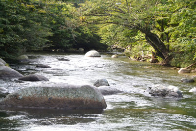 River flowing through rocks in forest