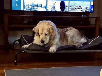 Dog relaxing on table at home