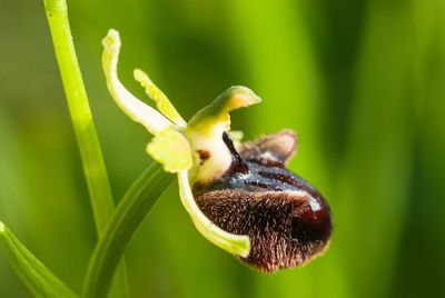 Ophrys shpegodes