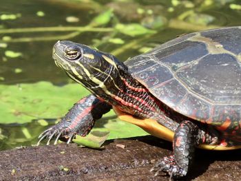 Closeup of a turtle on a log