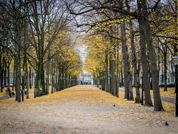 Footpath amidst trees in park during autumn