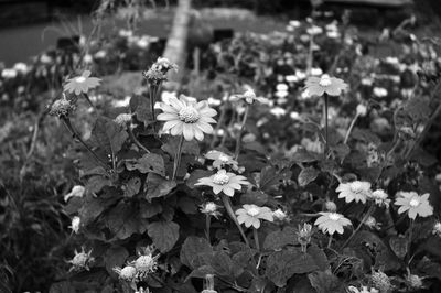 Close-up of flowers blooming outdoors