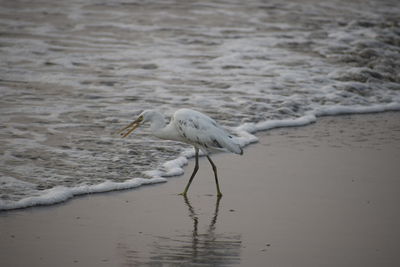 Bird perching on sand at beach