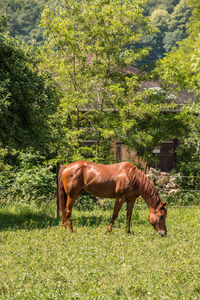 Horse standing in a field