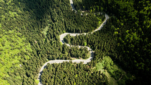 Aerial view of winding road amidst trees