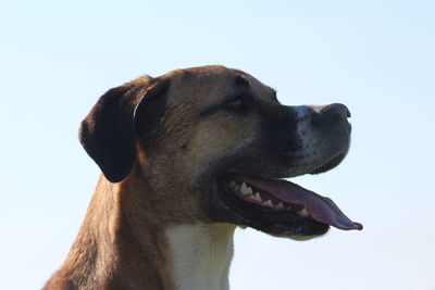 Close-up of dog looking away against clear sky