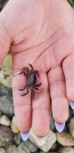 Close-up of human hand holding small