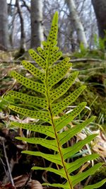 Close-up of leaves