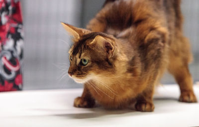 Red somali purebred cat with beautiful spots and markings