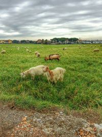 Sheep grazing on grassy field against cloudy sky