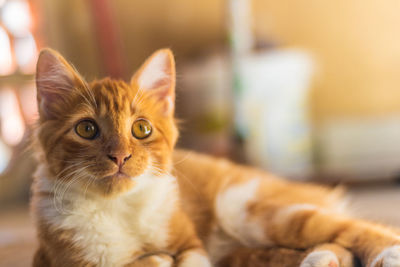 Portrait of cat lying down